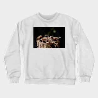 Zebra Finch Feeding Frenzy Crewneck Sweatshirt